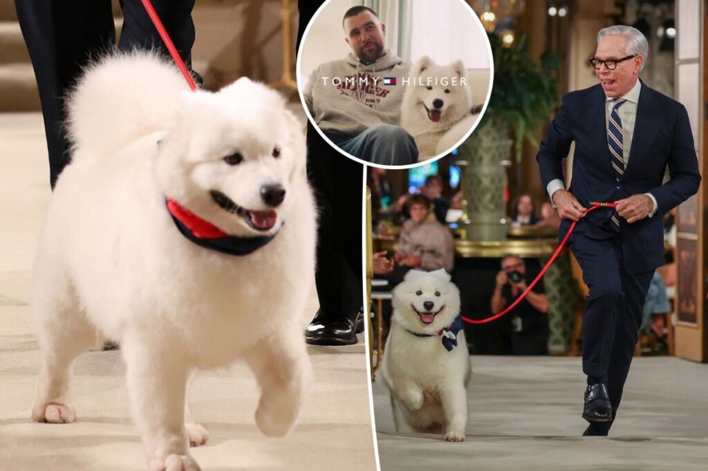 Did Taylor Swift and Travis Kelce’s dog Wendy walk the runway at the Tommy Hilfiger show?