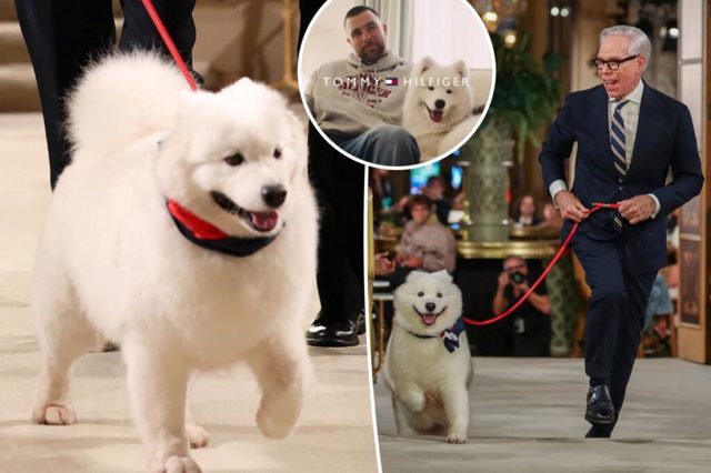 Did Taylor Swift and Travis Kelce’s dog Wendy walk the runway at the Tommy Hilfiger show?