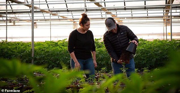 The family farm, however, has been at the center of a neighborhood dispute due to it's very fragrant cash crop