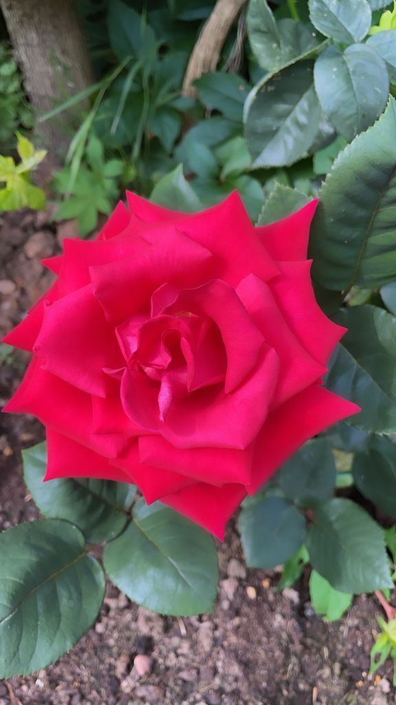 The 'Helen' rose bloomed into the most stunning rose