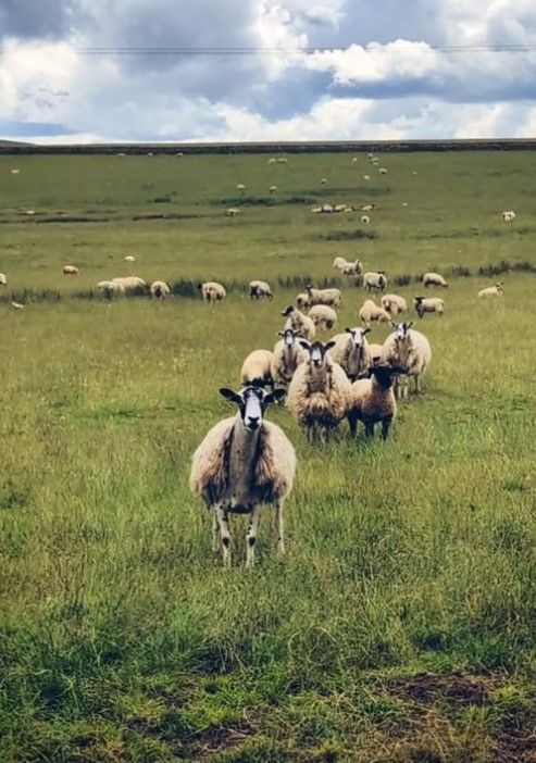 Will Kirk photo of sheep in field after moving house