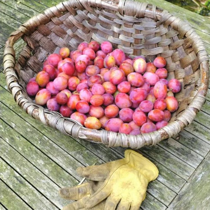 Bowl of plums