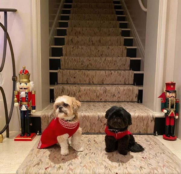 kelly ripa house dogs