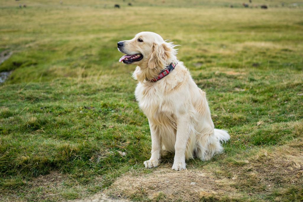 Golden retriever pet sitting in green meadow