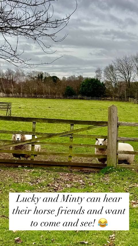 two sheep in field 