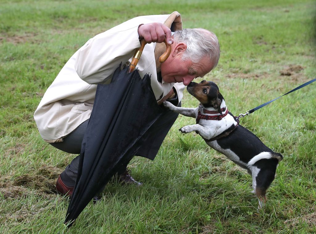 A photo of a jack russel kissing King Charles