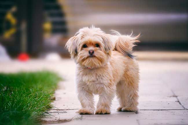 shih tzu