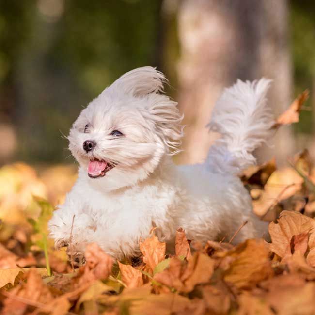 dog maltese