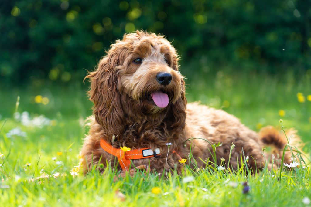 A one year old puppy Cockapoo Dog, sometimes called a Spoodle or Cockadoodle, is enjoying itself on the grass on a summer afternoon.