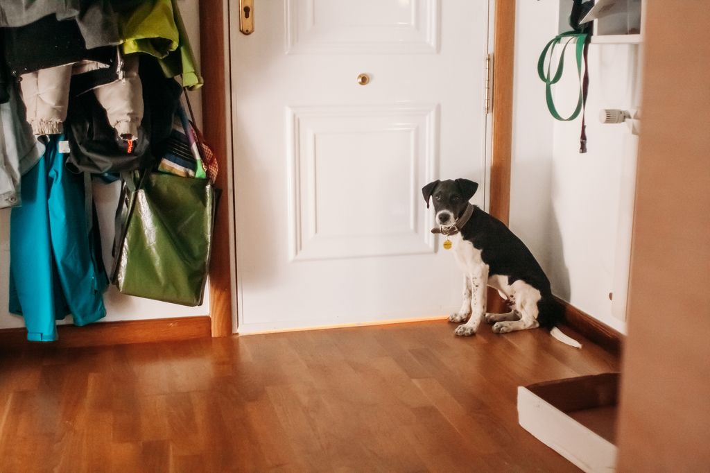 puppy waiting sitting behind the front door asking for going outside for a walk