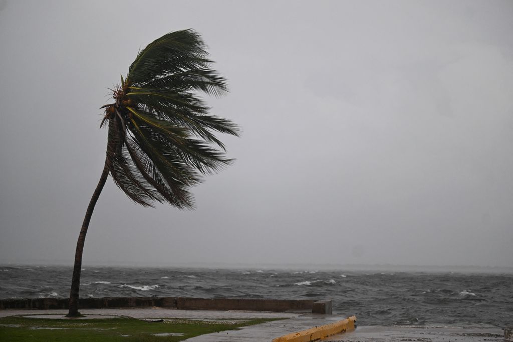 A coconut tree sways in the wind  in Kingston, Jamaica, as Jamaica starts to feel the effects of Hurricane Mellisa 