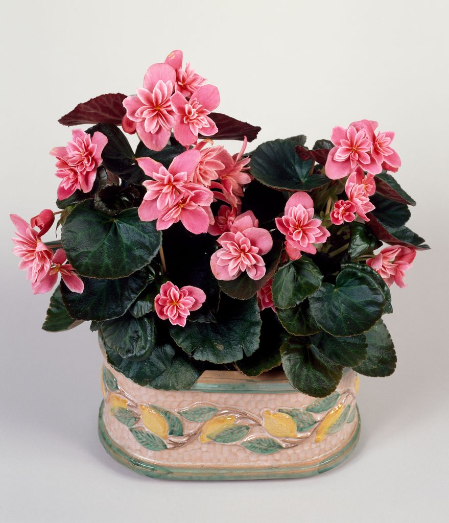 Begonia Elatior plant in pot indoors