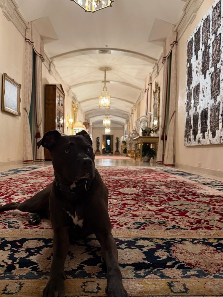 black dog lying in grand hallway