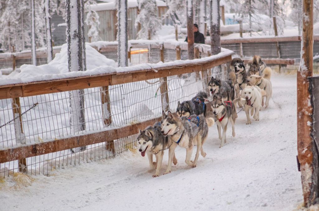 Take a husky sled ride at Santa's Village