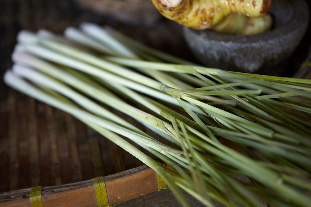 close up view of a bunch of fresh lemongrass