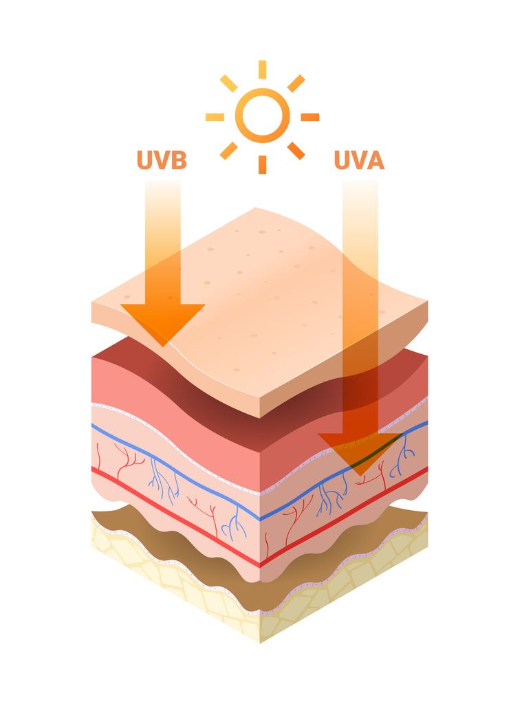 uvb uva rays from sun penetrate into epidermis of skin cross-section of human skin layers structure skincare in medical flat vector illustration