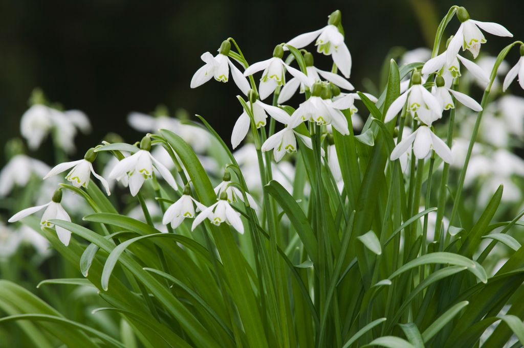 Snowdrops, Galanthus nivalis, in flower in March, Teignmouth, Devon, Great Britain.