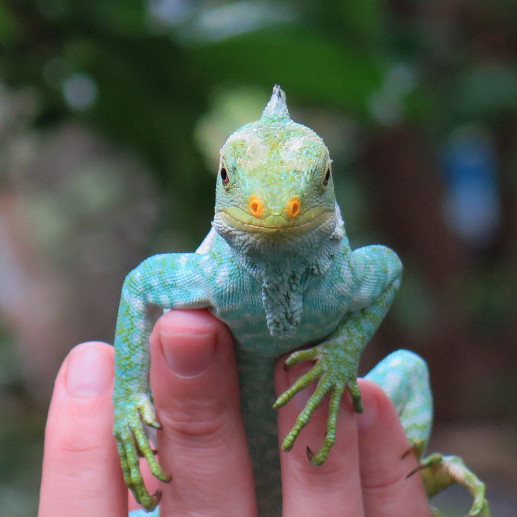 Crested Iguana malolo island