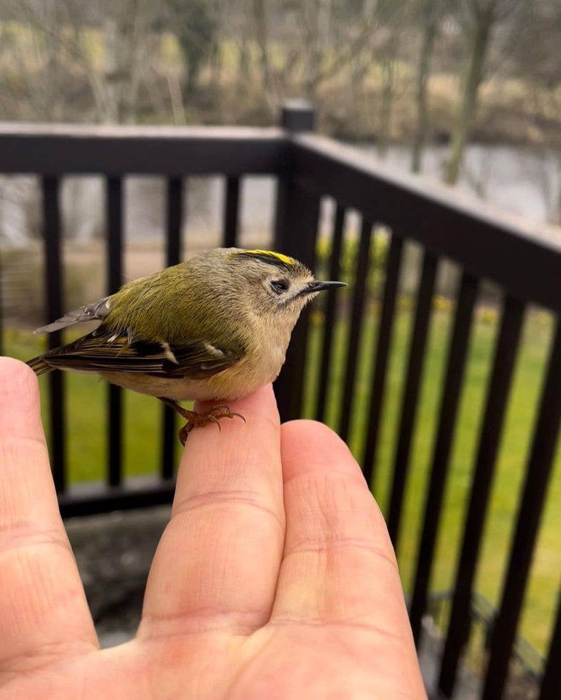 Robson's view of the River Tyne