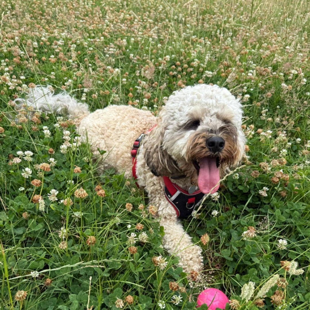 Sam McKnight's dog Stanley lying in the grass