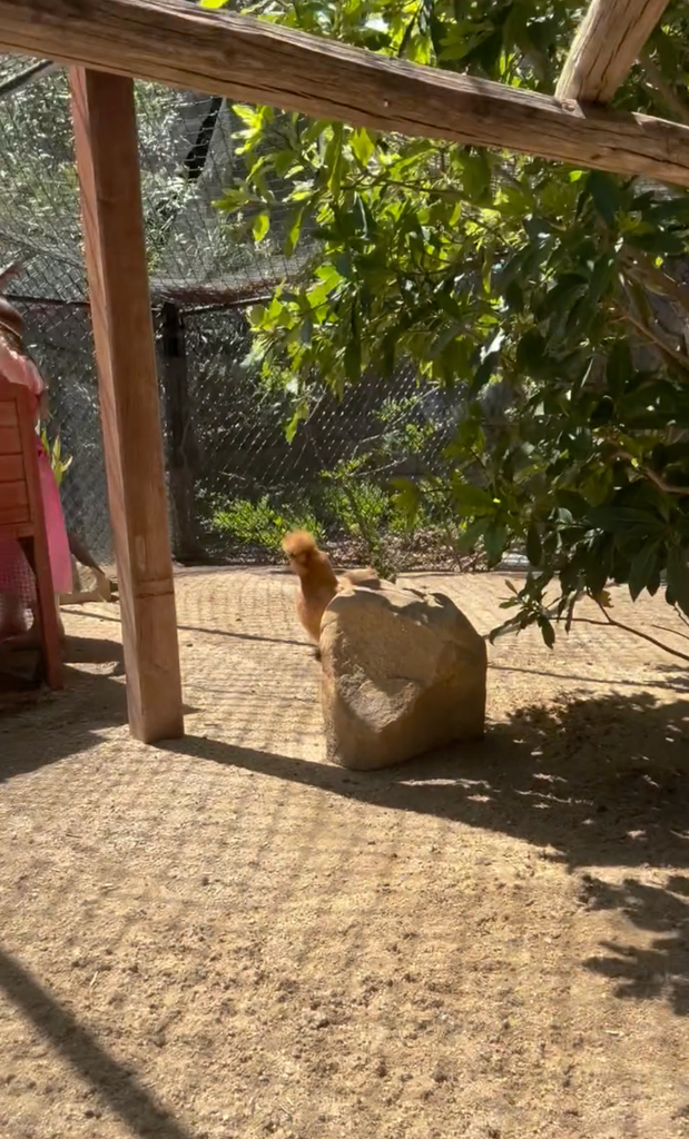 lilibet chicken coop