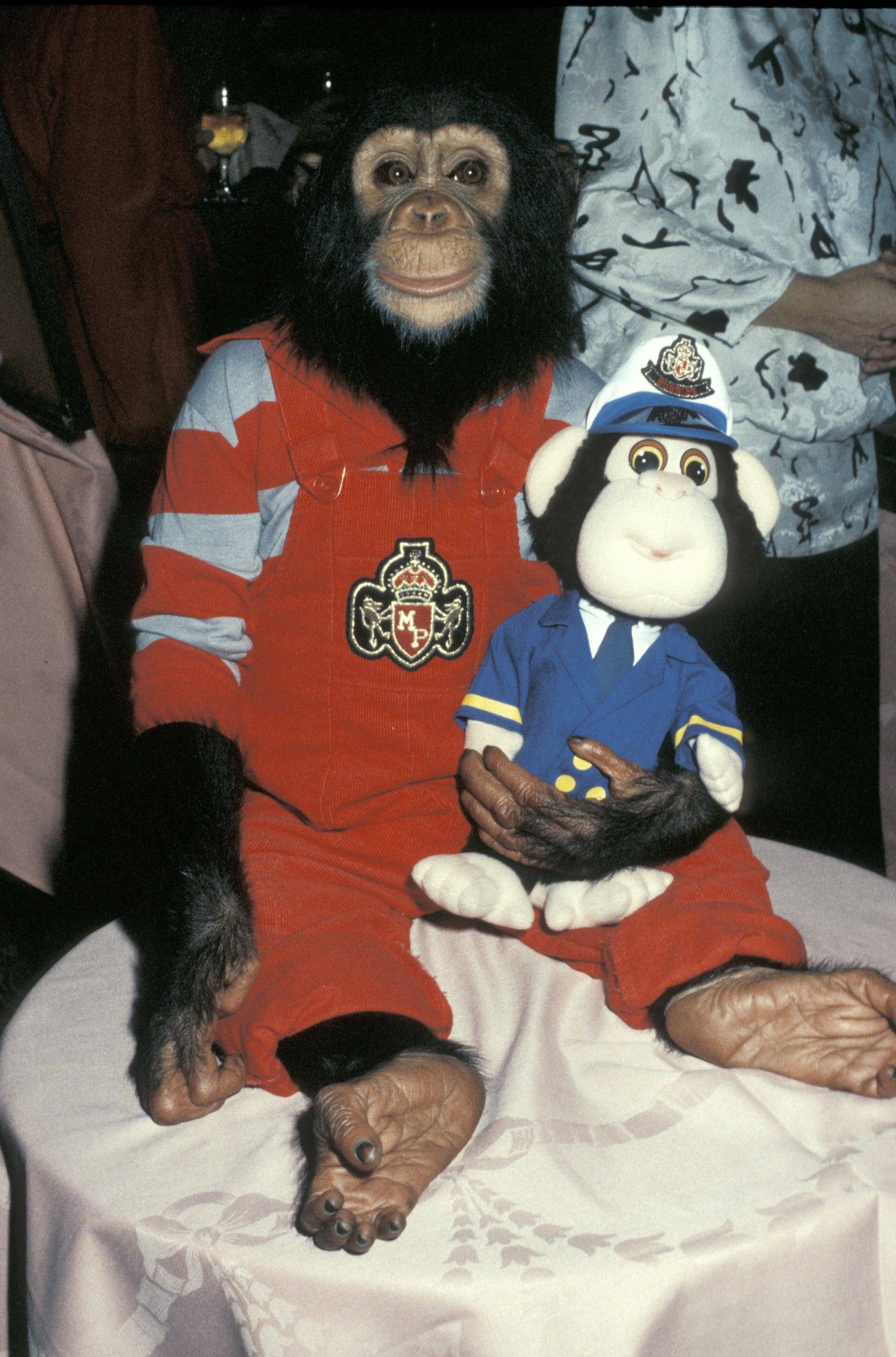 Bubbles the chimpanzee when he lived with Michael Jackson, dressed in a red tracksuit marked and holding a toy chimp dressed as a pilot
