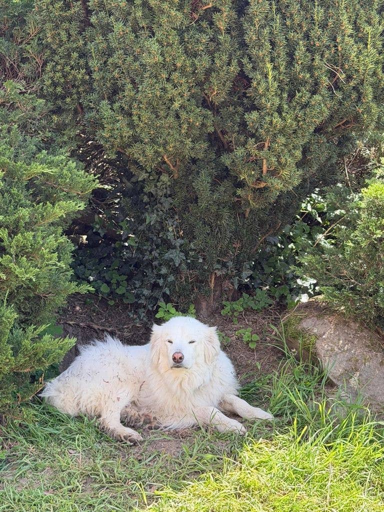 photo of a white dog