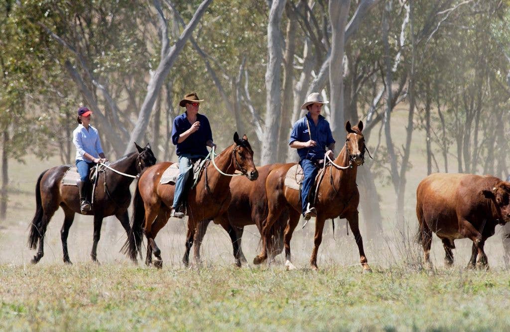 Prince Harry riding a horse in Australia