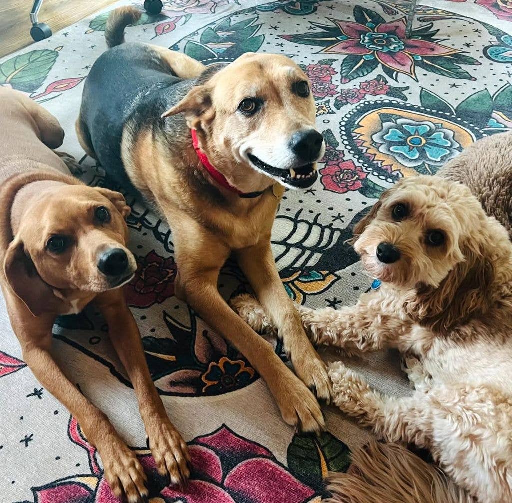 Patrick Wilson and Dagmara Domińczyk's dogs