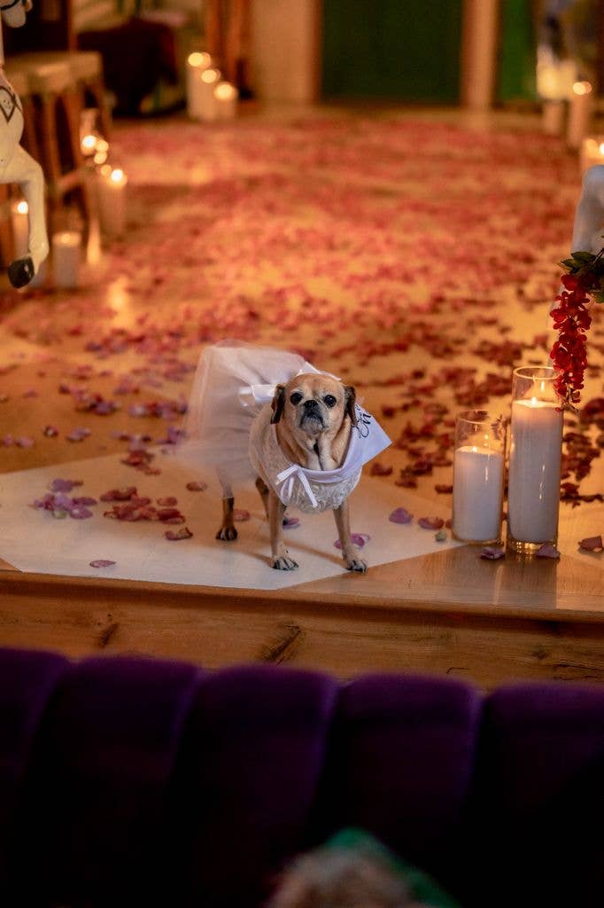 John Clarence Stewart and Natacha Karam's dog Cleo in a wedding dress