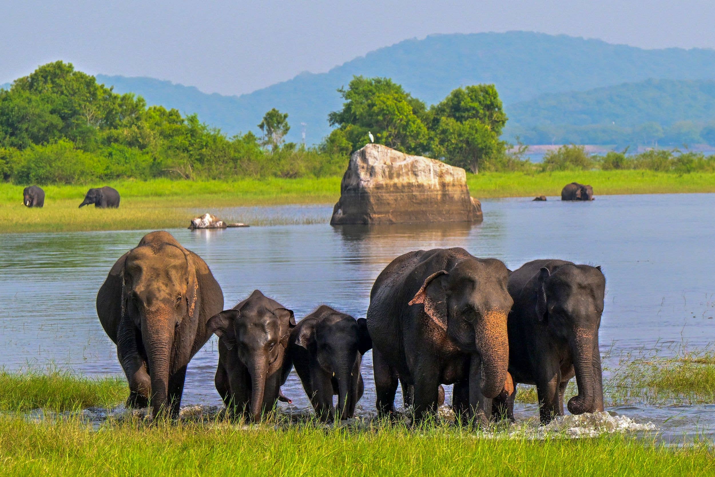 Go for something a little different this year and see elephant in Sri Lanka's Minneriya National Park