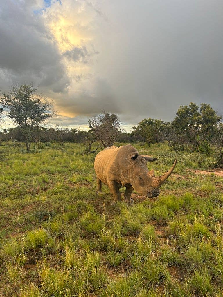 A photo of a rhino