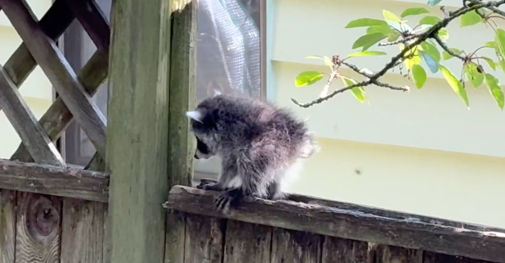 jimothy the raccoon baby