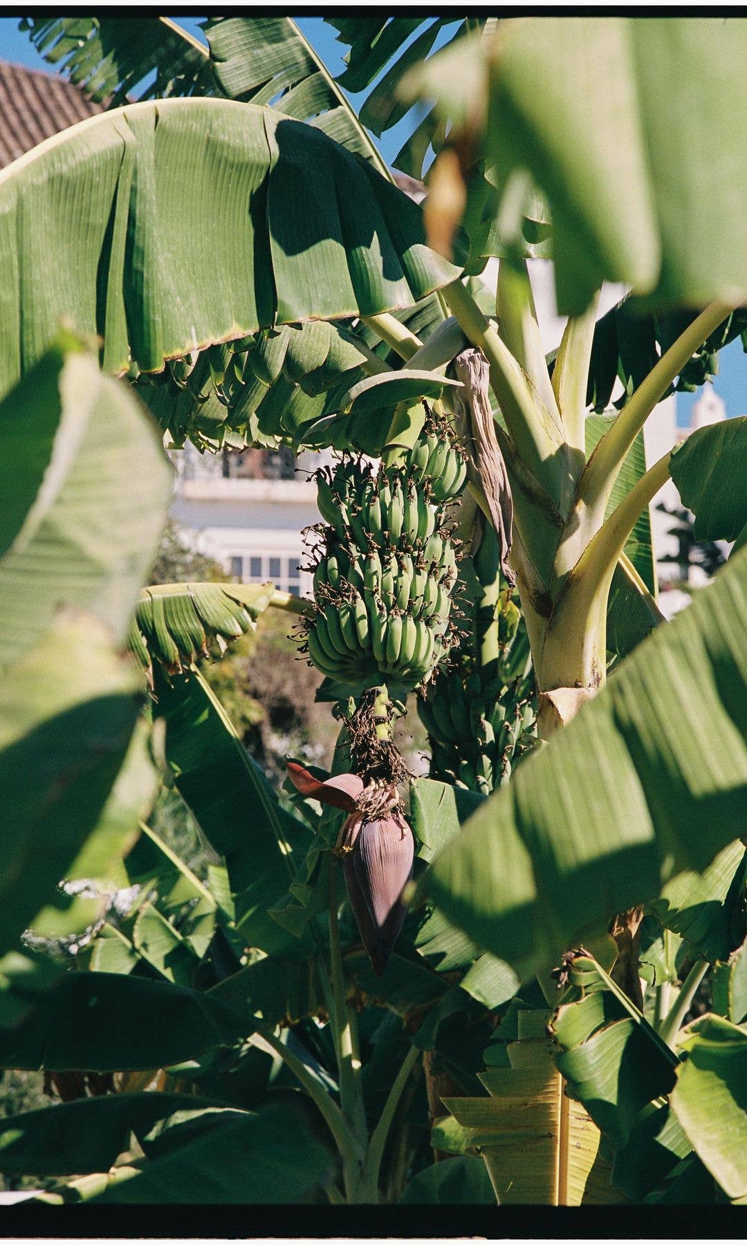 Banana doesn't have to be sickly sweet; there are many other facets to consider