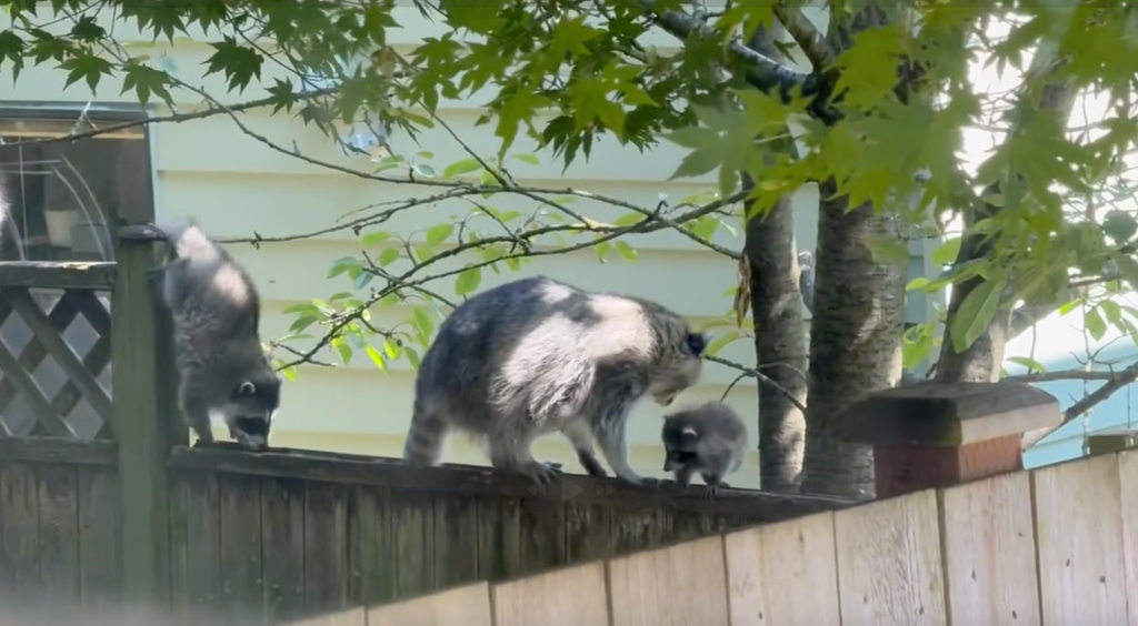 jimothy the raccoon family