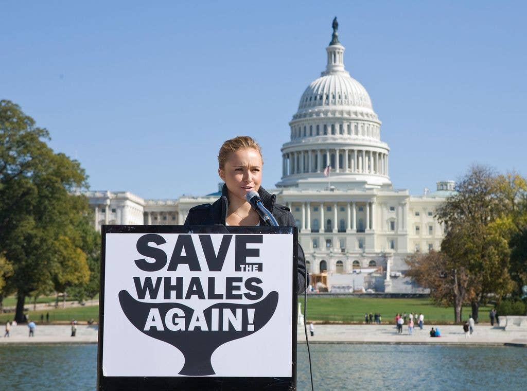 Hayden campaigns for ''Save The Whales Again!'' in 2008