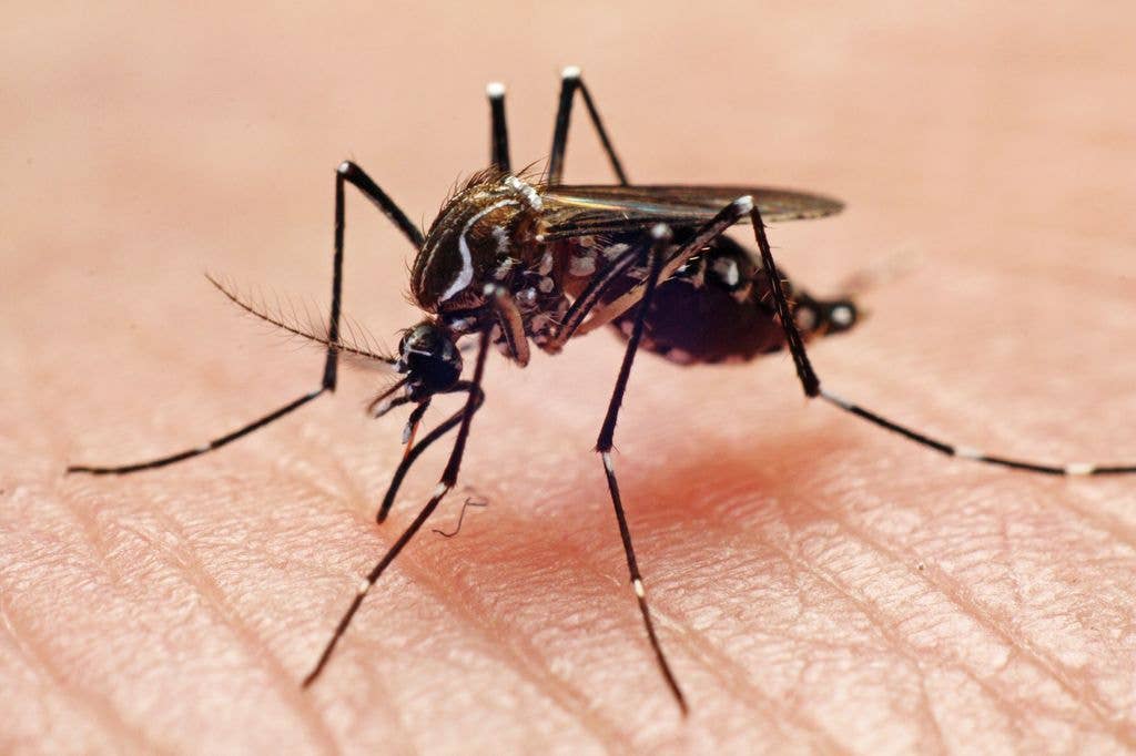 A striped mosquito is shown in extreme close-up piercing a person's skin with its proboscis.