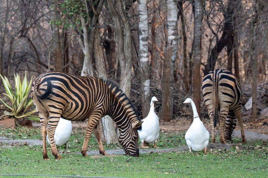 Zebras in the gardens at Community House in Lusaka where The Duchess of Edinburgh met with the President of the Republic of Zambia Hakainde Hichilema