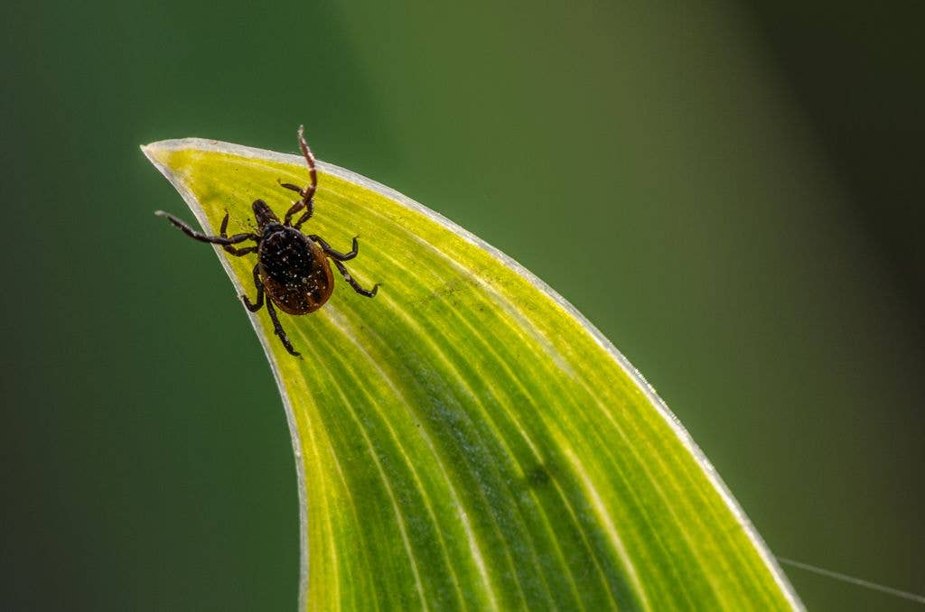 Ticks are present in woodlands around the royal home