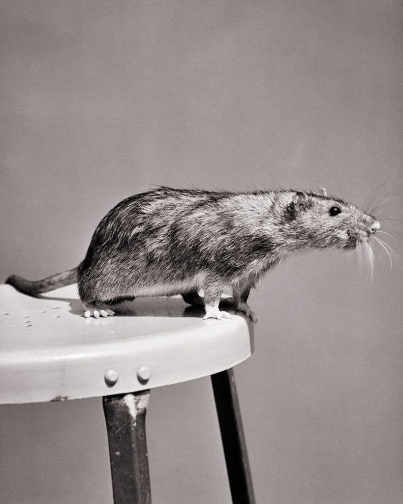 A rat sat on a stool.